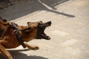 dog bite injury lawyer boise ID